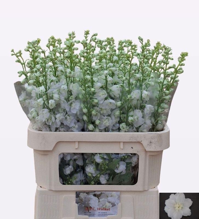 <h4>DELPH DU AURORA WHIT</h4>