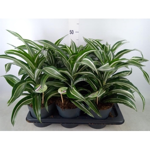 Dracaena frag. 'Jade Jewel'