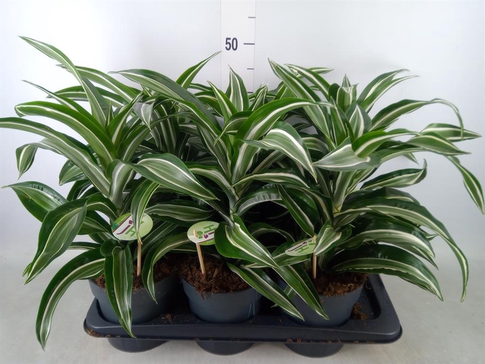 <h4>Dracaena frag. 'Jade Jewel'</h4>