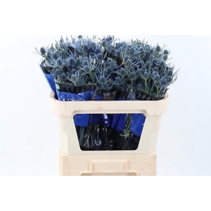 Eryng Blue Dynamite 70cm