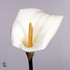 Aethiopica Overig