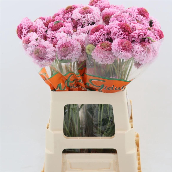 <h4>Scabiosa Focal Scoop Popsicle</h4>