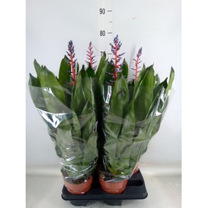 Aechmea  'Blue Rain'