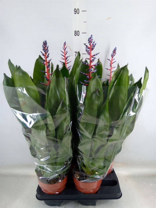 <h4>Aechmea  'Blue Rain'</h4>