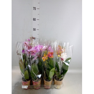 Phalaenopsis   ...mix