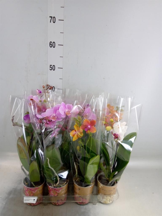 <h4>Phalaenopsis   ...mix</h4>