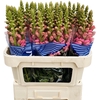 Antirrhinum Pink