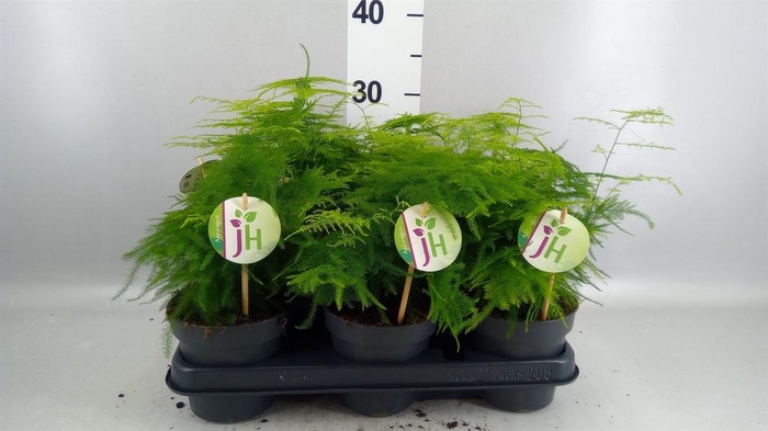 <h4>Asparagus setaceus</h4>