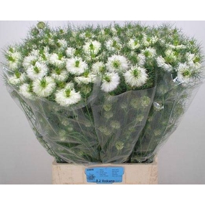 NIGE D MYSTERY WHITE