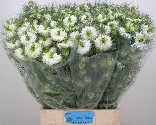 <h4>NIGE D MYSTERY WHITE</h4>