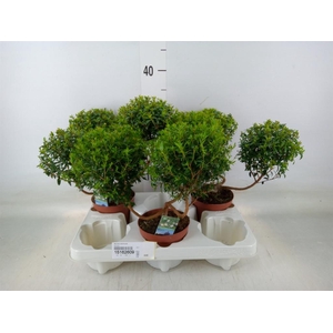 Myrtus communis