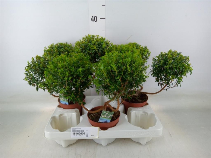 <h4>Myrtus communis</h4>