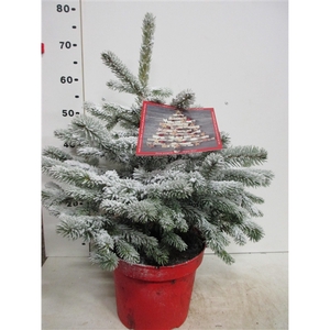 Picea sneeuw Super Blue 70 cm P26