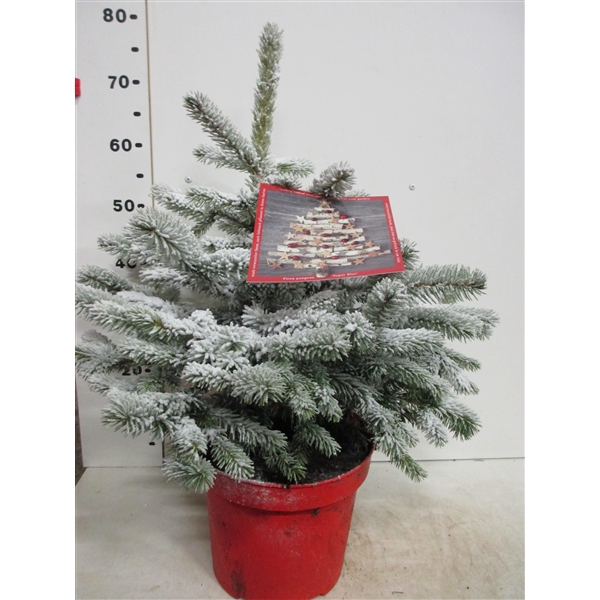<h4>Picea sneeuw Super Blue 70 cm P26</h4>