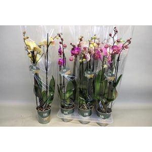 PHAL GEM 5 KL