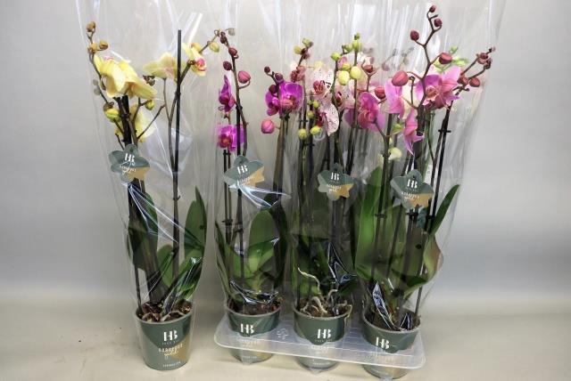 PHAL GEM 5 KL