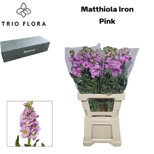 MATTH IRON PINK Big Box 60