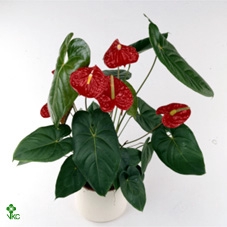 Kolibri Home Bamboo pot mix