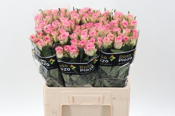 <h4>R Gr Lovely Jewel</h4>