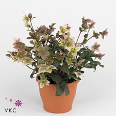 Helleborus  'Angel Glow'