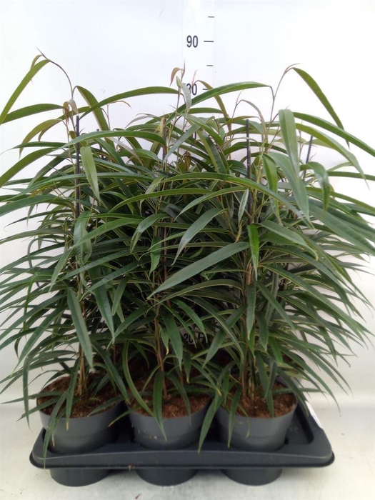<h4>Ficus binn. 'Alii'</h4>