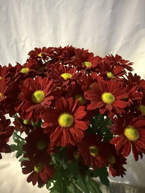 <h4>CHR T REDSTART</h4>