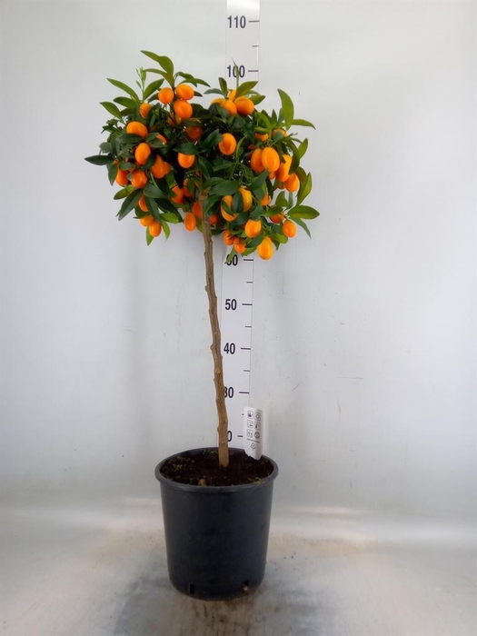 <h4>Citrus   ...</h4>