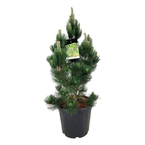 <h4>Pinus held. 'Satellit'</h4>