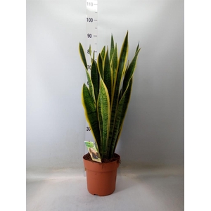 Sansevieria trifa. 'Laurentii'