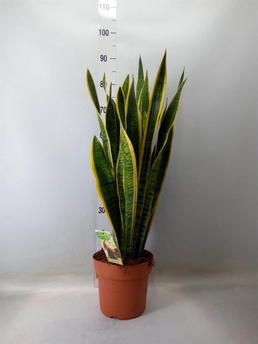 <h4>Sansevieria trifa. 'Laurentii'</h4>
