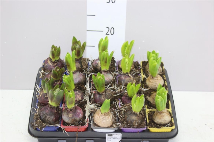 <h4>Hyacinthus Gemengd 1pp</h4>