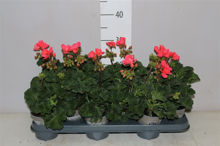 <h4>Pelargonium Zonale Zalm</h4>