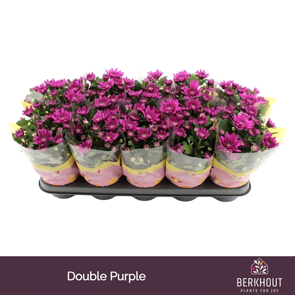 <h4>Chrysant Marley</h4>
