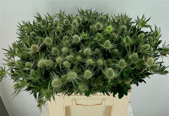 <h4>Eryn Mag Whit Lagoon</h4>