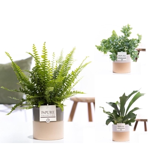 Varens gemengd in P&PURE Tess 2 ceramics ass.3