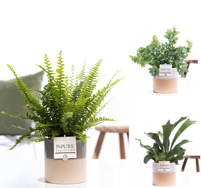 <h4>Varens gemengd in P&PURE Tess ceramics ass.3</h4>