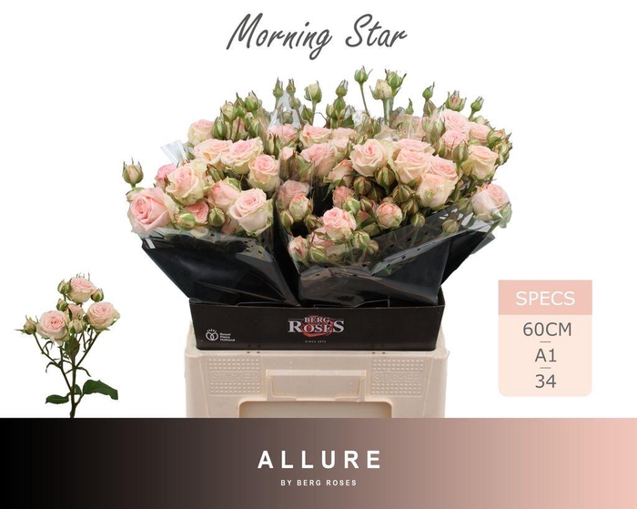 <h4>Rosa spray morning star</h4>