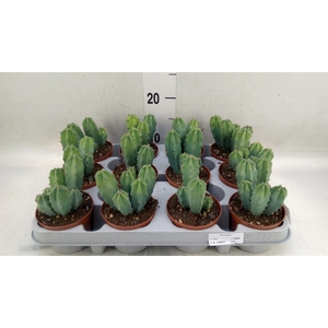 Cereus   ...