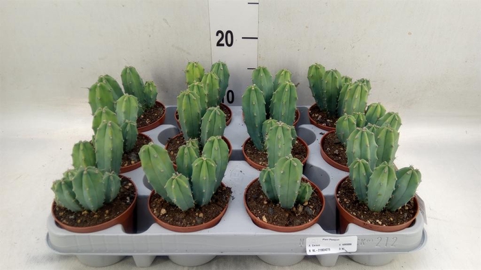 <h4>Cereus   ...</h4>