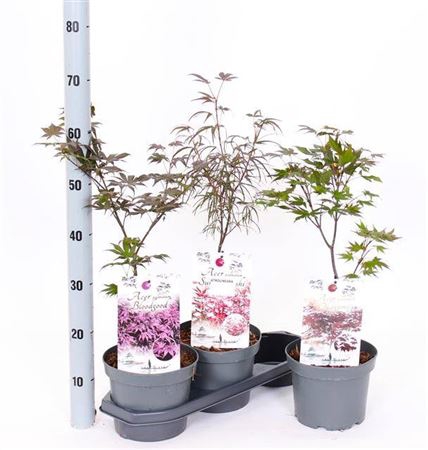 <h4>Acer Palmatum Gem</h4>