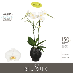 Bijoux Pearl 2 spike in Abruzzo Black Aquo