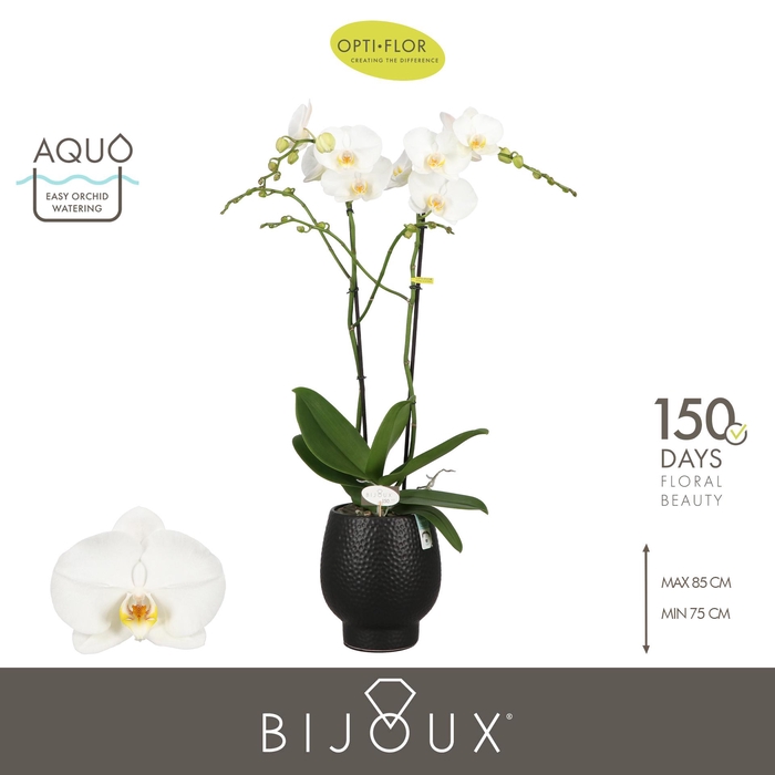 <h4>Bijoux Pearl 2 spike in Abruzzo Black Aquo</h4>