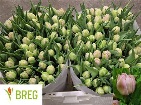 <h4>Tu Du Maitresse</h4>