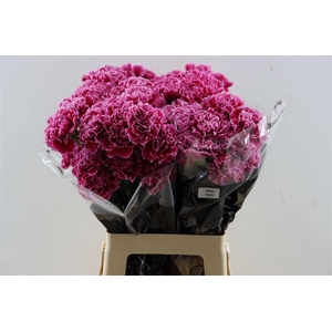 Di St Nobbio Burgundy