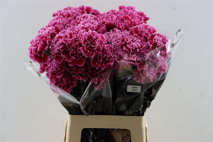 <h4>Di St Nobbio Burgundy</h4>