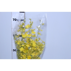 ONCIDIUM HONEY ANGEL AMARELO