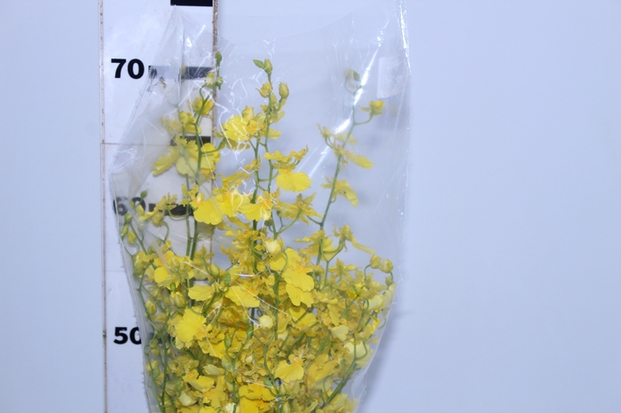 ONCIDIUM HONEY ANGEL AMARELO