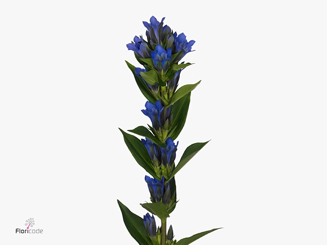 Gentiana Kagayaki Blue Dark