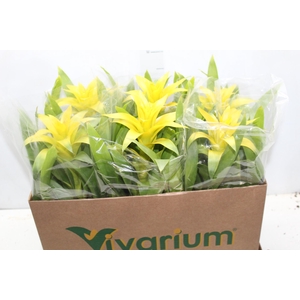 GUZMANIA AMARELA P14
