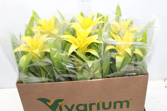 <h4>GUZMANIA AMARELA P14</h4>